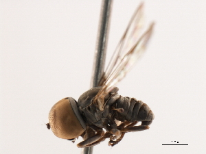  ( - CNC DIPTERA 106235)  @13 [ ] CreativeCommons - Attribution (2011) CNC/CBG Photography Group Centre for Biodiversity Genomics