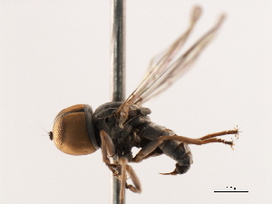  ( - CNC DIPTERA 106236)  @13 [ ] CreativeCommons - Attribution (2011) CNC/CBG Photography Group Centre for Biodiversity Genomics