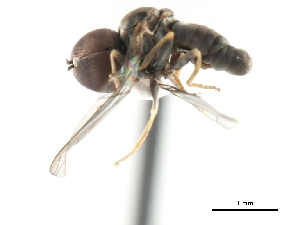  ( - CNC DIPTERA 10652)  @13 [ ] CreativeCommons - Attribution (2011) CNC/CBG Photography Group Centre for Biodiversity Genomics