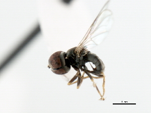  ( - CNC DIPTERA 10655)  @11 [ ] CreativeCommons - Attribution (2011) CNC/CBG Photography Group Centre for Biodiversity Genomics