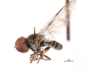  (Elmohardyia sp. AZ4 - CNC DIPTERA 10814)  @11 [ ] CreativeCommons - Attribution (2011) CNC/CBG Photography Group Centre for Biodiversity Genomics