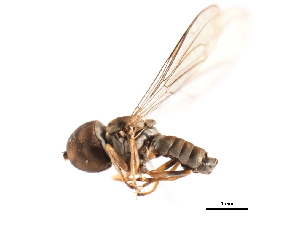  (Eudorylas sp. az5 - CNC DIPTERA 10909)  @14 [ ] CreativeCommons - Attribution (2011) CNC/CBG Photography Group Centre for Biodiversity Genomics