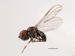  ( - CNC DIPTERA 10944)  @13 [ ] CreativeCommons - Attribution (2011) CNC/CBG Photography Group Centre for Biodiversity Genomics