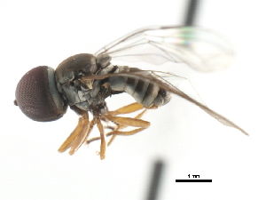  (Elmohardyia sp. AZ2 - CNC DIPTERA 10956)  @13 [ ] CreativeCommons - Attribution (2011) CNC/CBG Photography Group Centre for Biodiversity Genomics