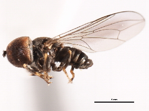  ( - CNC DIPTERA 10966)  @14 [ ] CreativeCommons - Attribution (2011) CNC/CBG Photography Group Centre for Biodiversity Genomics