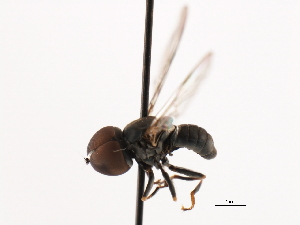  ( - CNC DIPTERA 1306)  @13 [ ] CreativeCommons - Attribution (2011) CNC/CBG Photography Group Centre for Biodiversity Genomics