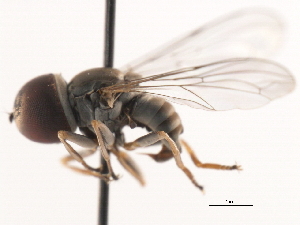  (Elmohardyia sp. USA1 - CNC DIPTERA 1308)  @11 [ ] CreativeCommons - Attribution (2011) CNC/CBG Photography Group Centre for Biodiversity Genomics