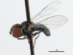  ( - CNC DIPTERA 1311)  @12 [ ] CreativeCommons - Attribution (2011) CNC/CBG Photography Group Centre for Biodiversity Genomics