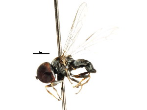  ( - CNC DIPTERA 1314)  @12 [ ] CreativeCommons - Attribution (2011) CNC/CBG Photography Group Centre for Biodiversity Genomics
