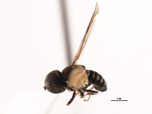  ( - CNC DIPTERA 2816)  @12 [ ] CreativeCommons - Attribution (2011) CNC/CBG Photography Group Centre for Biodiversity Genomics