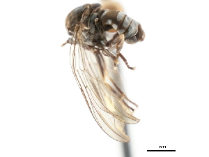  ( - CNC DIPTERA 29049)  @12 [ ] CreativeCommons - Attribution (2011) CNC/CBG Photography Group Centre for Biodiversity Genomics