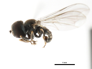  ( - CNC DIPTERA 3192)  @13 [ ] CreativeCommons - Attribution (2011) CNC/CBG Photography Group Centre for Biodiversity Genomics