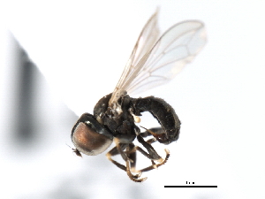  ( - CNC DIPTERA 3540)  @12 [ ] CreativeCommons - Attribution (2011) CNC/CBG Photography Group Centre for Biodiversity Genomics