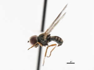  ( - CNC DIPTERA 3604)  @12 [ ] CreativeCommons - Attribution (2011) CNC/CBG Photography Group Centre for Biodiversity Genomics