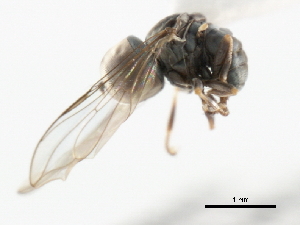  ( - CNC DIPTERA 3645)  @13 [ ] CreativeCommons - Attribution (2011) CNC/CBG Photography Group Centre for Biodiversity Genomics