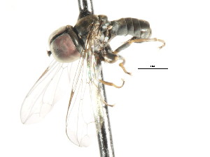  ( - CNC DIPTERA 4403)  @13 [ ] CreativeCommons - Attribution (2011) CNC/CBG Photography Group Centre for Biodiversity Genomics