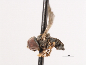  ( - CNC DIPTERA 4504)  @12 [ ] CreativeCommons - Attribution (2011) CNC/CBG Photography Group Centre for Biodiversity Genomics