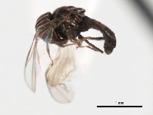  ( - CNC DIPTERA 9844)  @12 [ ] CreativeCommons - Attribution (2011) CNC/CBG Photography Group Centre for Biodiversity Genomics
