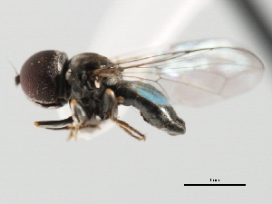  ( - CNC DIPTERA 9863)  @12 [ ] CreativeCommons - Attribution (2011) CNC/CBG Photography Group Centre for Biodiversity Genomics