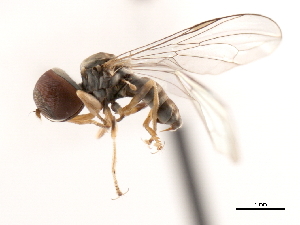  ( - CNC DIPTERA 9989)  @13 [ ] CreativeCommons - Attribution (2011) CNC/CBG Photography Group Centre for Biodiversity Genomics