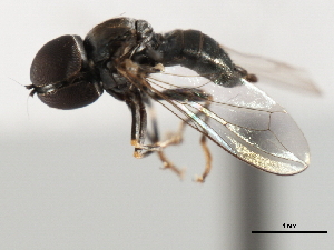  ( - CNC DIPTERA 9993)  @13 [ ] CreativeCommons - Attribution (2011) CNC/CBG Photography Group Centre for Biodiversity Genomics