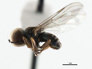  (Elmohardyia sp. AZ3 - JSS11699)  @13 [ ] CreativeCommons - Attribution (2011) CNC/CBG Photography Group Centre for Biodiversity Genomics