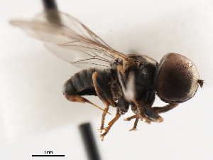  ( - JSS9876)  @13 [ ] CreativeCommons - Attribution (2011) CNC/CBG Photography Group Centre for Biodiversity Genomics