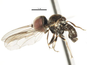  ( - CNC DIPTERA 106205)  @11 [ ] CreativeCommons - Attribution (2011) CNC/CBG Photography Group Centre for Biodiversity Genomics