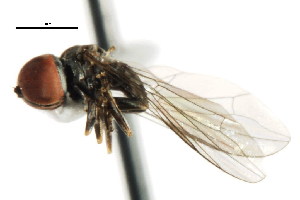  (Microcephalops sp. AZ1 - CNC DIPTERA 10963)  @12 [ ] CreativeCommons - Attribution (2011) CNC/CBG Photography Group Centre for Biodiversity Genomics