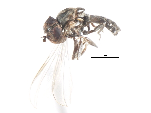  ( - CNC DIPTERA 1768)  @12 [ ] CreativeCommons - Attribution (2011) CNC/CBG Photography Group Centre for Biodiversity Genomics