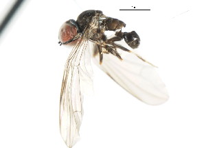  ( - CNC DIPTERA 29116)  @12 [ ] CreativeCommons - Attribution (2011) CNC/CBG Photography Group Centre for Biodiversity Genomics