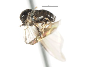  ( - CNC DIPTERA 29124)  @12 [ ] CreativeCommons - Attribution (2011) CNC/CBG Photography Group Centre for Biodiversity Genomics
