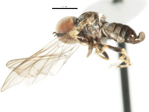 ( - CNC DIPTERA 29160)  @11 [ ] CreativeCommons - Attribution (2011) CNC/CBG Photography Group Centre for Biodiversity Genomics