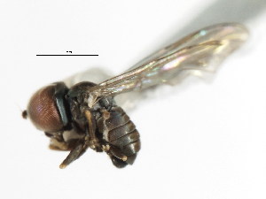  (Microcephalops sp. NC1 - JSS 12575)  @13 [ ] CreativeCommons - Attribution (2011) CNC/CBG Photography Group Centre for Biodiversity Genomics