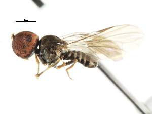  (Microcephalops sp. CR1 - JSS 22139)  @13 [ ] CreativeCommons - Attribution (2011) CNC/CBG Photography Group Centre for Biodiversity Genomics