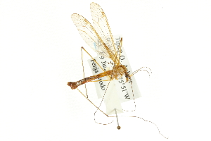 ( - CNC DIPTERA 106673)  @13 [ ] CreativeCommons - Attribution (2011) CNC/CBG Photography Group Centre for Biodiversity Genomics