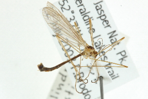  (Cylindrotoma distinctissima - CNC DIPTERA 106675)  @13 [ ] CreativeCommons - Attribution (2011) CNC/CBG Photography Group Centre for Biodiversity Genomics