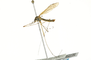  ( - CNC DIPTERA 106694)  @13 [ ] CreativeCommons - Attribution (2011) CNC/CBG Photography Group Centre for Biodiversity Genomics