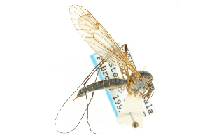  ( - CNC DIPTERA 106710)  @13 [ ] CreativeCommons - Attribution (2011) CNC/CBG Photography Group Centre for Biodiversity Genomics