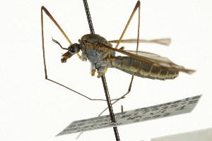  ( - CNC DIPTERA 106719)  @13 [ ] CreativeCommons - Attribution (2011) CNC/CBG Photography Group Centre for Biodiversity Genomics