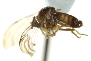  ( - CNC DIPTERA 147012)  @11 [ ] CreativeCommons - Attribution (2012) CNC/CBG Photography Group Centre for Biodiversity Genomics
