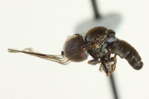  (Pipunculus sp. az29 - CNC DIPTERA 147029)  @12 [ ] CreativeCommons - Attribution (2012) CNC/CBG Photography Group Centre for Biodiversity Genomics