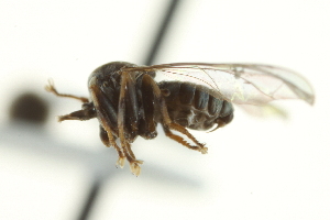  ( - CNC DIPTERA 159271)  @11 [ ] CreativeCommons - Attribution (2012) CNC/CBG Photography Group Centre for Biodiversity Genomics