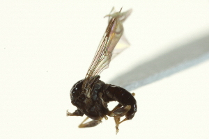  (Collinias AU1 - CNC DIPTERA 159285)  @11 [ ] CreativeCommons - Attribution (2012) CNC/CBG Photography Group Centre for Biodiversity Genomics