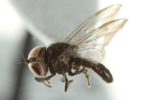  ( - CNC DIPTERA 159305)  @11 [ ] CreativeCommons - Attribution (2012) CNC/CBG Photography Group Centre for Biodiversity Genomics