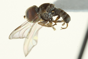  ( - CNC DIPTERA 159468)  @11 [ ] CreativeCommons - Attribution (2012) CNC/CBG Photography Group Centre for Biodiversity Genomics