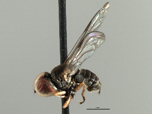  ( - CNC DIPTERA 135905)  @13 [ ] CreativeCommons - Attribution (2013) CBG Photography Group Centre for Biodiversity Genomics