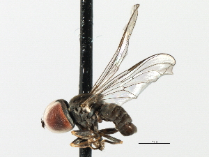  ( - CNC DIPTERA 135934)  @13 [ ] CreativeCommons - Attribution (2013) CBG Photography Group Centre for Biodiversity Genomics