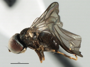 ( - CNC DIPTERA 135953)  @13 [ ] CreativeCommons - Attribution (2013) CBG Photography Group Centre for Biodiversity Genomics