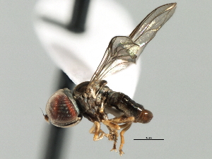  ( - CNC DIPTERA 135966)  @11 [ ] CreativeCommons - Attribution (2013) CBG Photography Group Centre for Biodiversity Genomics